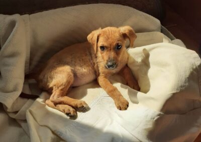 Tierschutzverein Bellas Pfotenhilfe Hunderettung Bosnien Hund adoptieren Lana