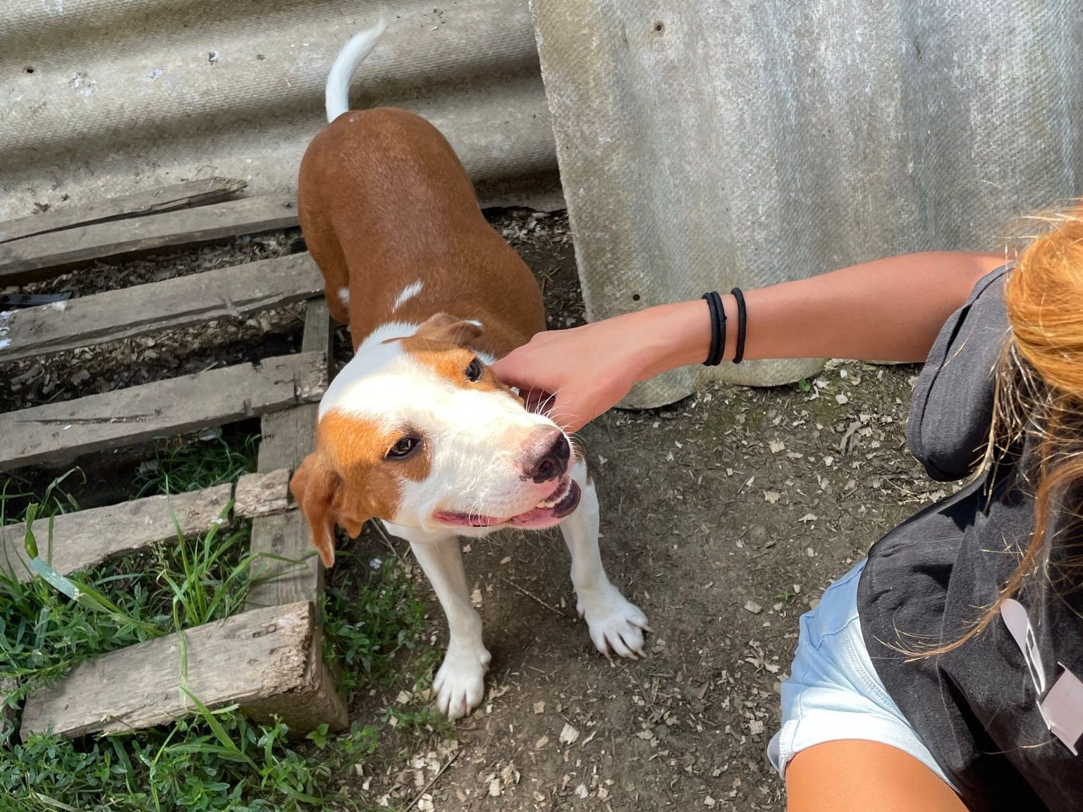 Tierschutzverein Bellas Pfotenhilfe Hunderettung Bosnien Hund adoptieren Lilly