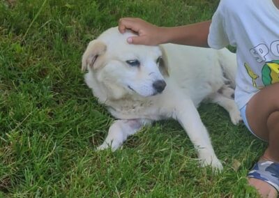 Tierschutzverein Bellas Pfotenhilfe Hunderettung Bosnien Hund adoptieren Lilo