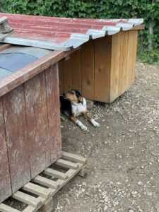 Tierschutzverein Bellas Pfotenhilfe Hunderettung Bosnien Hund adoptieren Logan
