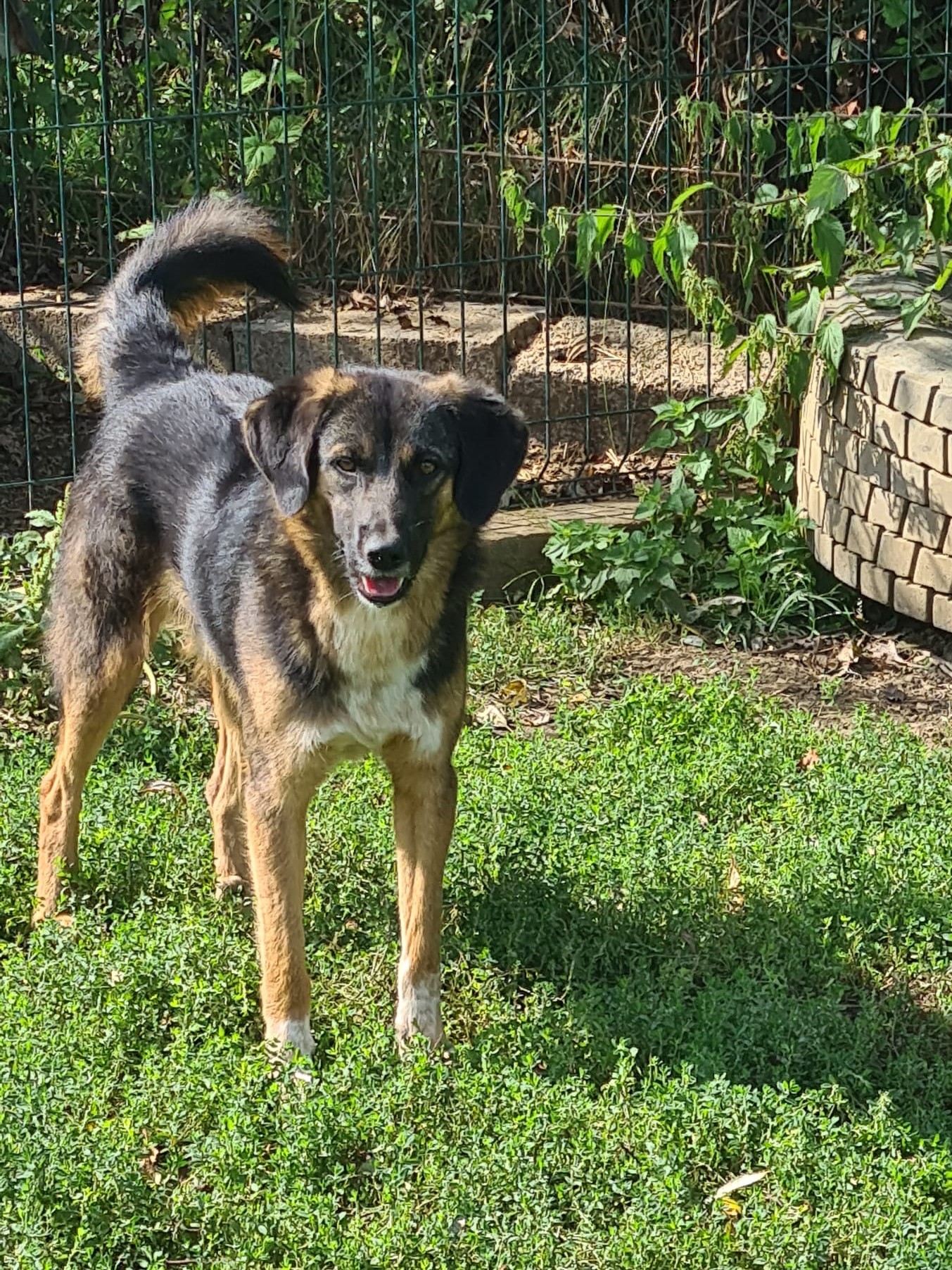 Tierschutzverein Bellas Pfotenhilfe Hunderettung Bosnien Hund adoptieren Lucky