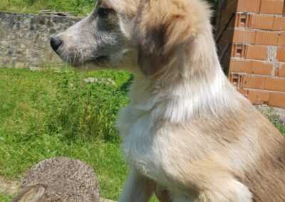 Tierschutzverein Bellas Pfotenhilfe Hunderettung Bosnien Hund adoptieren Mali