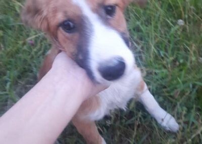 Tierschutzverein Bellas Pfotenhilfe Hunderettung Bosnien Hund adoptieren Maya