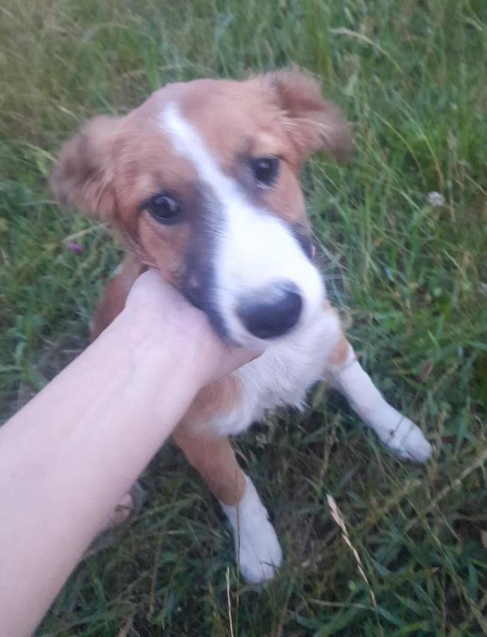 Tierschutzverein Bellas Pfotenhilfe Hunderettung Bosnien Hund adoptieren Maya