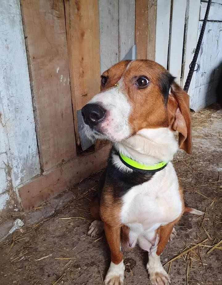 Tierschutzverein Bellas Pfotenhilfe Hunderettung Bosnien Hund adoptieren Meggie