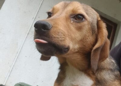 Tierschutzverein Bellas Pfotenhilfe Hunderettung Bosnien Hund adoptieren Nala