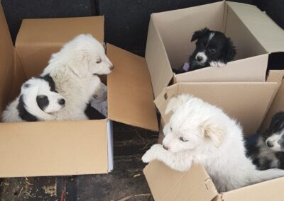 Tierschutzverein Bellas Pfotenhilfe Hunderettung Bosnien Hund adoptieren O's
