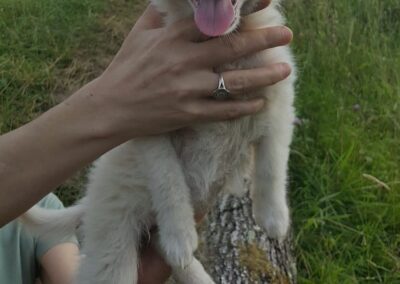 Tierschutzverein Bellas Pfotenhilfe Hunderettung Bosnien Hund adoptieren Ocxana