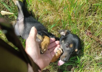 Tierschutzverein Bellas Pfotenhilfe Hunderettung Bosnien Hund adoptieren Oda