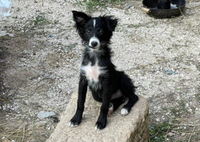 Tierschutzverein Bellas Pfotenhilfe Hunderettung Bosnien Hund adoptieren Ofelia