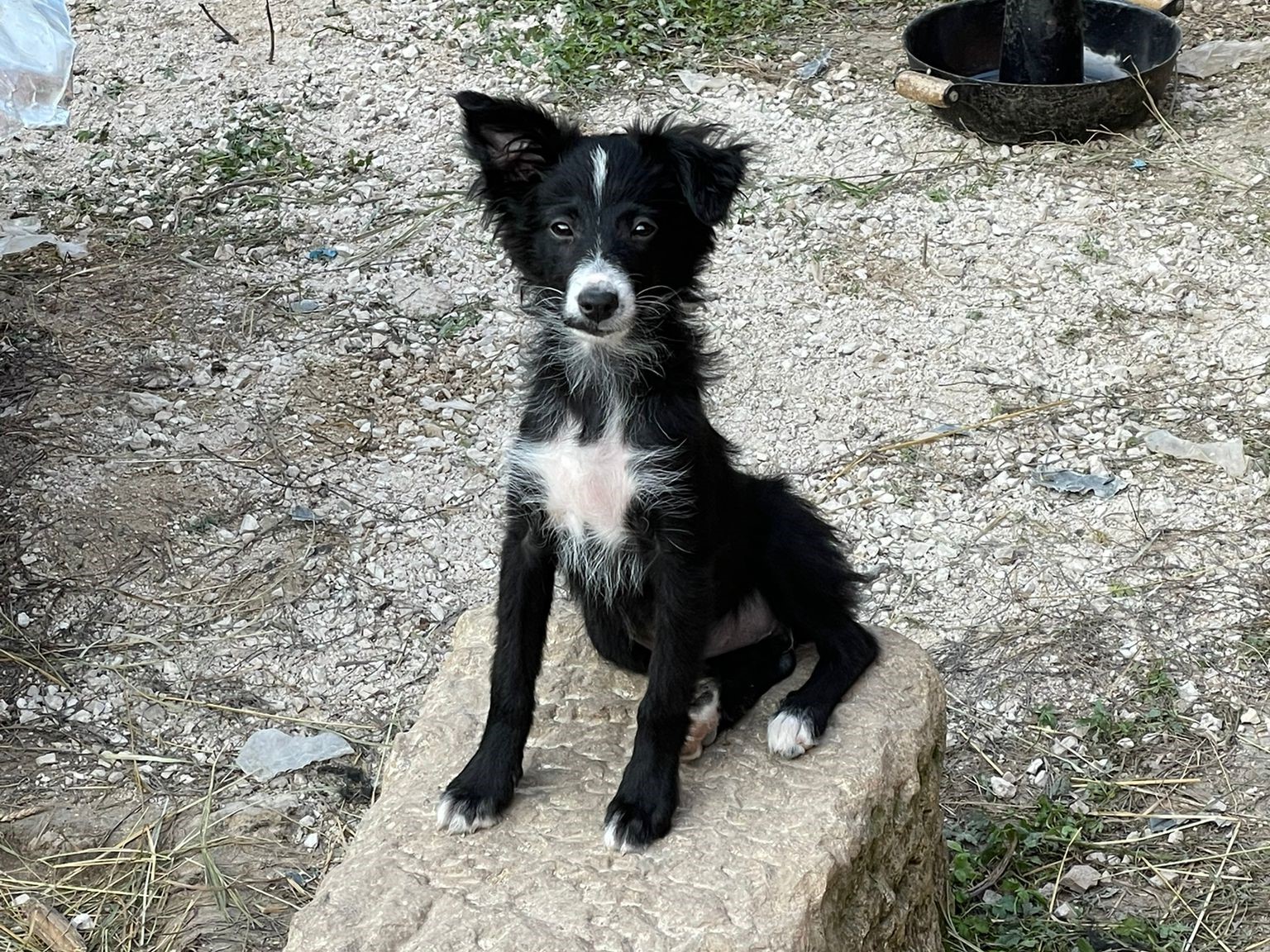 Tierschutzverein Bellas Pfotenhilfe Hunderettung Bosnien Hund adoptieren Ofelia