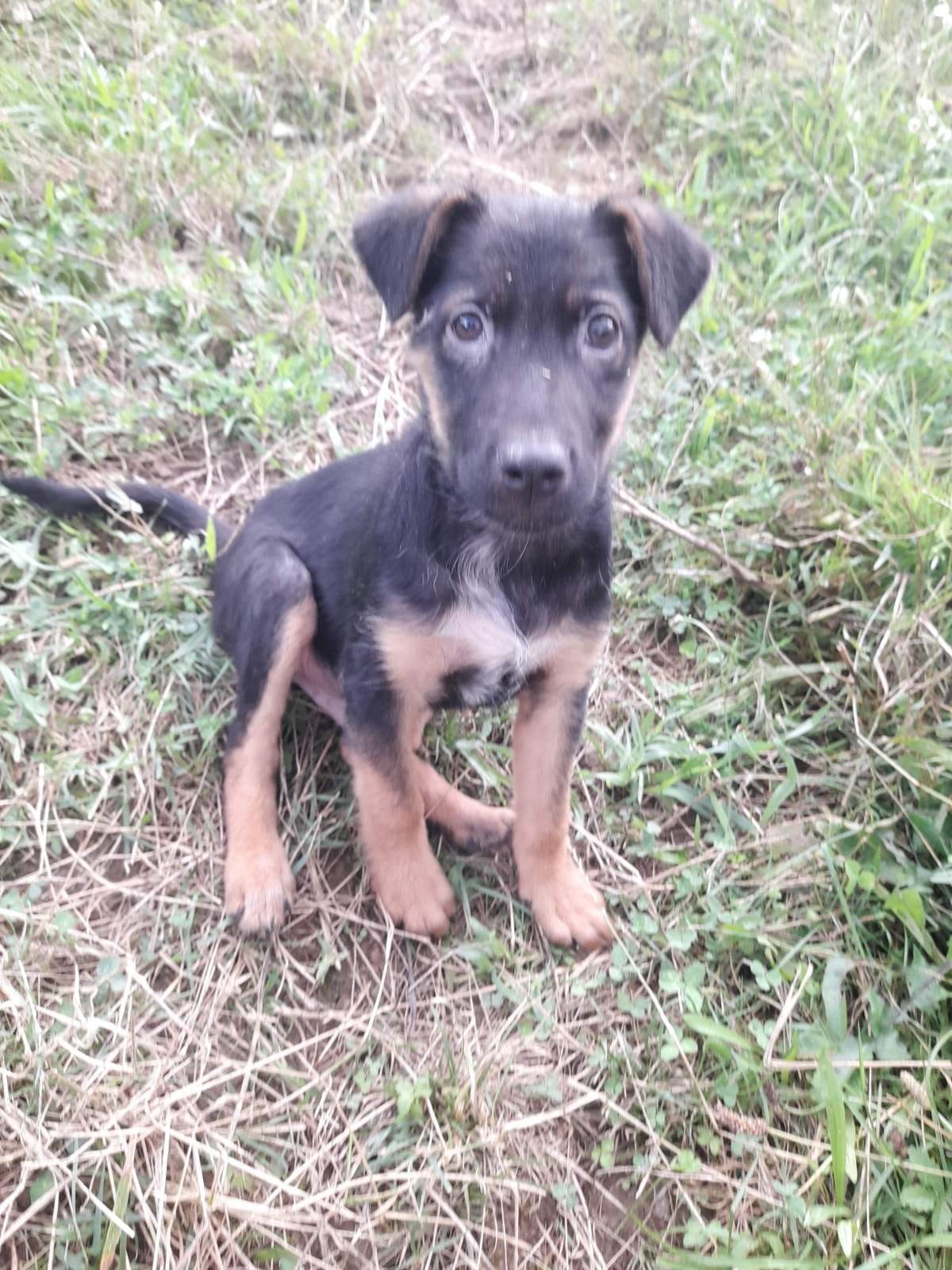 Tierschutzverein Bellas Pfotenhilfe Hunderettung Bosnien Hund adoptieren Ollie