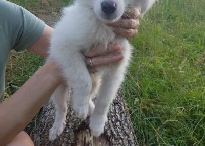 Tierschutzverein Bellas Pfotenhilfe Hunderettung Bosnien Hund adoptieren Orpheus