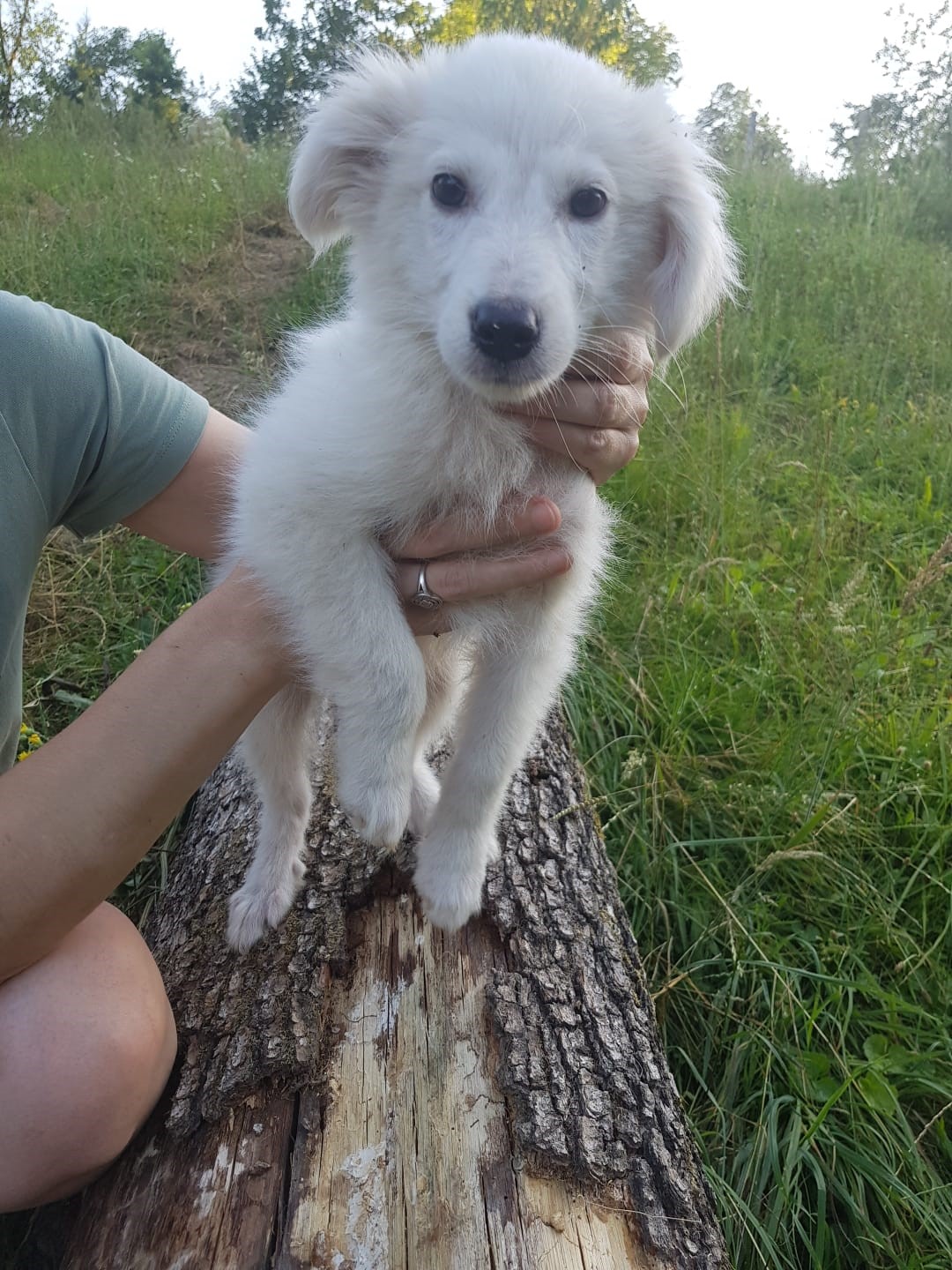 Tierschutzverein Bellas Pfotenhilfe Hunderettung Bosnien Hund adoptieren Orpheus