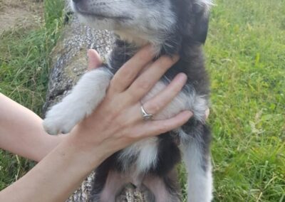 Tierschutzverein Bellas Pfotenhilfe Hunderettung Bosnien Hund adoptieren Oskar