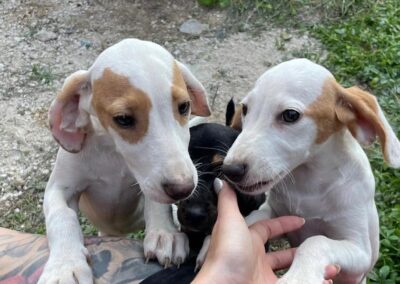 Tierschutzverein Bellas Pfotenhilfe Hunderettung Bosnien Hund adoptieren Paula