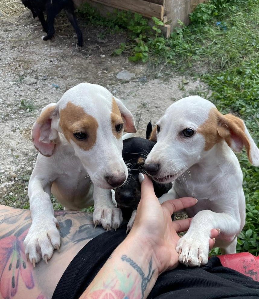 Tierschutzverein Bellas Pfotenhilfe Hunderettung Bosnien Hund adoptieren Paula