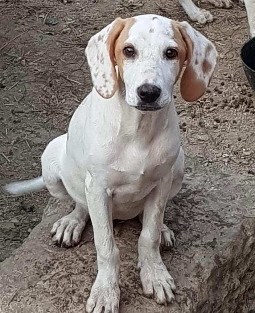 Tierschutzverein Bellas Pfotenhilfe Hunderettung Bosnien Hund adoptieren Pepita