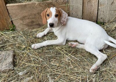 Tierschutzverein Bellas Pfotenhilfe Hunderettung Bosnien Hund adoptieren Pippa