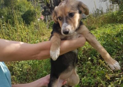 Tierschutzverein Bellas Pfotenhilfe Hunderettung Bosnien Hund adoptieren Raudi