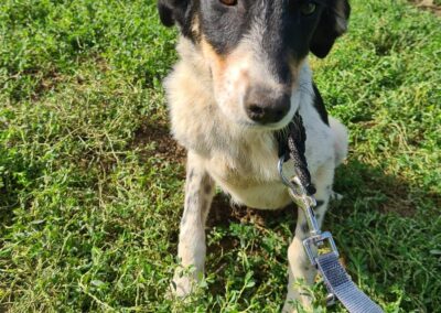 Tierschutzverein Bellas Pfotenhilfe Hunderettung Bosnien Hund adoptieren Reilly