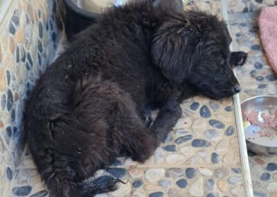 Tierschutzverein Bellas Pfotenhilfe Hunderettung Bosnien Hund adoptieren Rocky