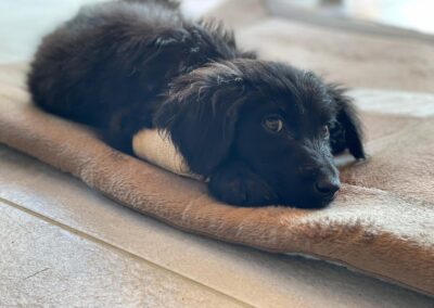 Tierschutzverein Bellas Pfotenhilfe Hunderettung Bosnien Hund adoptieren Rocky