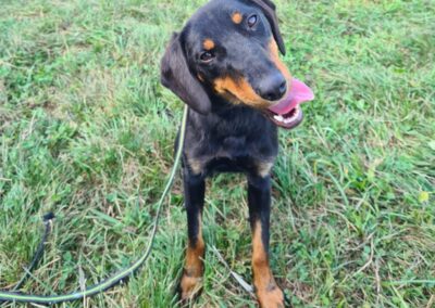 Tierschutzverein Bellas Pfotenhilfe Hunderettung Bosnien Hund adoptieren Romy
