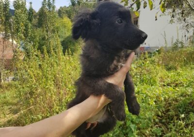 Tierschutzverein Bellas Pfotenhilfe Hunderettung Bosnien Hund adoptieren Ruth