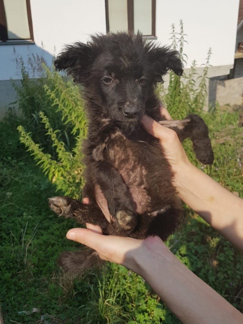 Tierschutzverein Bellas Pfotenhilfe Hunderettung Bosnien Hund adoptieren Ruth