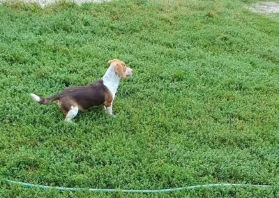 Tierschutzverein Bellas Pfotenhilfe Hunderettung Bosnien Hund adoptieren Samu