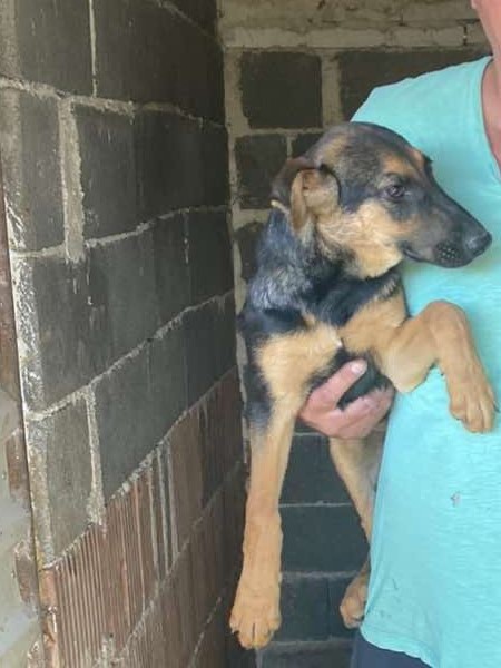Tierschutzverein Bellas Pfotenhilfe Hunderettung Bosnien Hund adoptieren Teddy