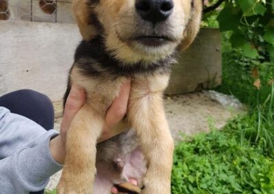 Tierschutzverein Bellas Pfotenhilfe Hunderettung Bosnien Hund adoptieren Timo