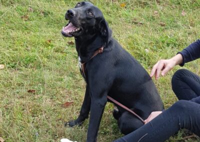 Tierschutzverein Bellas Pfotenhilfe Hunderettung Bosnien Hund adoptieren Toprak