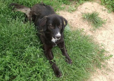 Tierschutzverein Bellas Pfotenhilfe Hunderettung Bosnien Hund adoptieren Serena