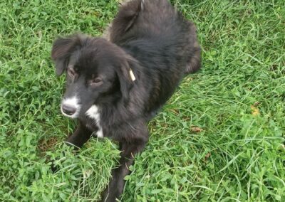 Tierschutzverein Bellas Pfotenhilfe Hunderettung Bosnien Hund adoptieren Serena