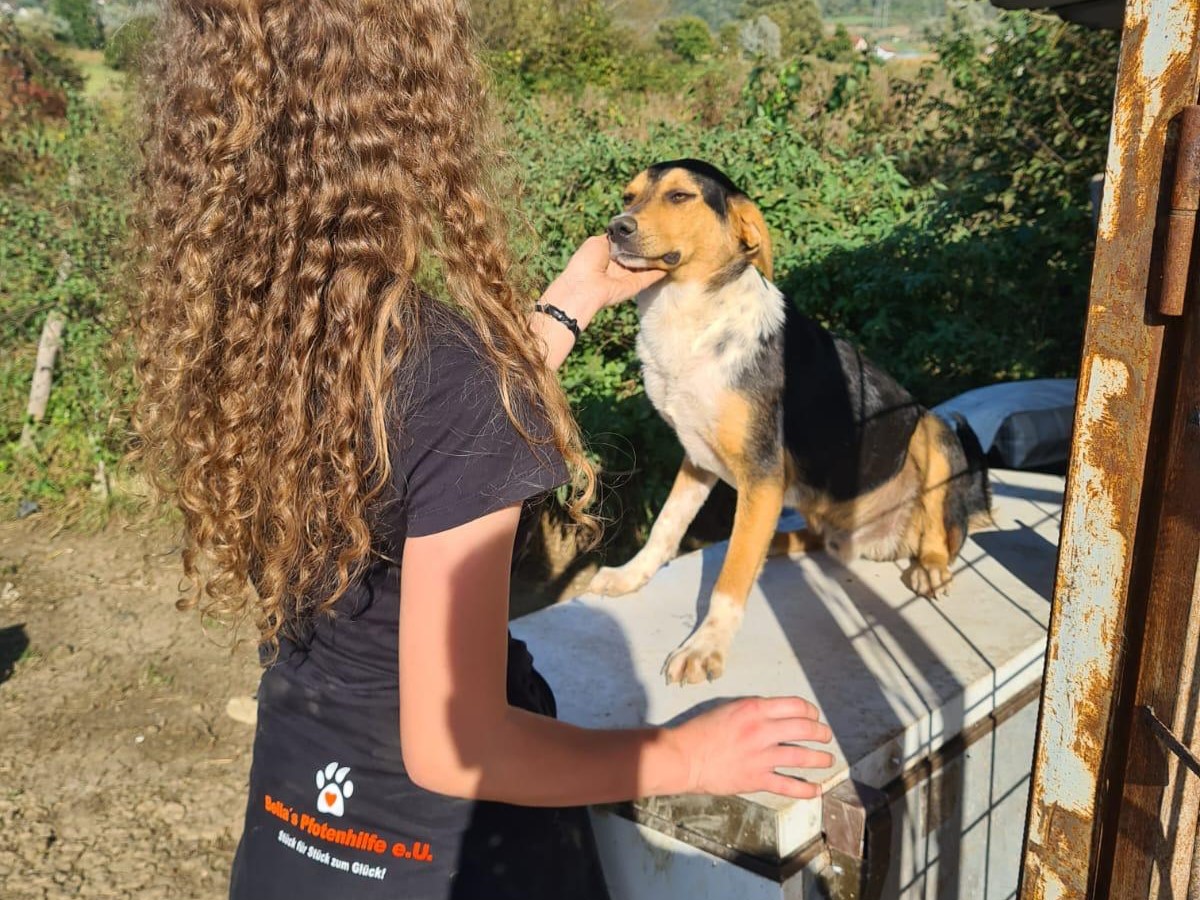 Tierschutzverein Bellas Pfotenhilfe Hunderettung Bosnien Hund adoptieren Logan