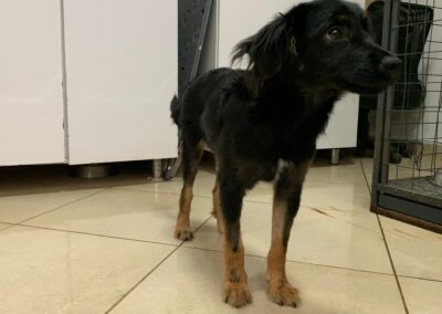 Tierschutzverein Bellas Pfotenhilfe Hunderettung Bosnien Hund adoptieren namenloser Rüde