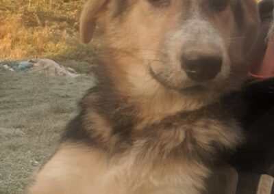 Tierschutzverein Bellas Pfotenhilfe Hunderettung Bosnien Hund adoptieren Raudi