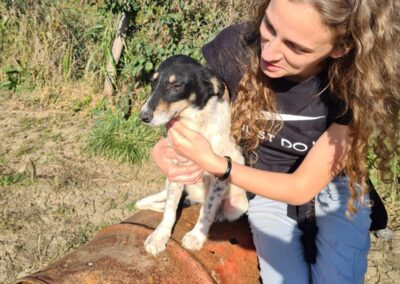 Tierschutzverein Bellas Pfotenhilfe Hunderettung Bosnien Hund adoptieren Reilly