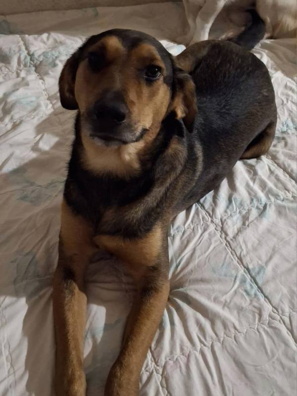 Tierschutzverein Bellas Pfotenhilfe Hunderettung Bosnien Hund adoptieren Bärchen