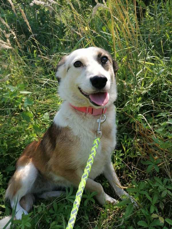Tierschutzverein Bellas Pfotenhilfe Hunderettung Bosnien Hund adoptieren Tabea