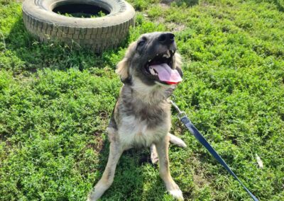 Tierschutzverein Bellas Pfotenhilfe Hunderettung Bosnien Hund adoptieren Buki