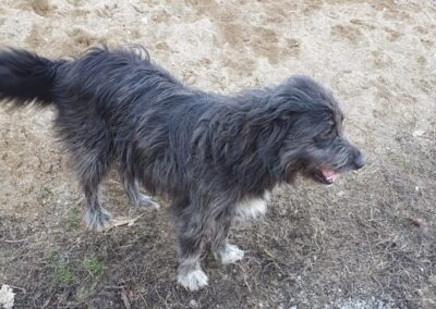 Tierschutzverein Bellas Pfotenhilfe Hunderettung Bosnien Hund adoptieren Duschka