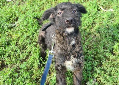 Tierschutzverein Bellas Pfotenhilfe Hunderettung Bosnien Hund adoptieren Elektra
