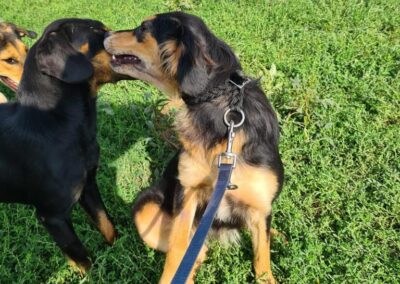 Tierschutzverein Bellas Pfotenhilfe Hunderettung Bosnien Hund adoptieren Jess