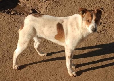 Tierschutzverein Bellas Pfotenhilfe Hunderettung Bosnien Hund adoptieren Jojo