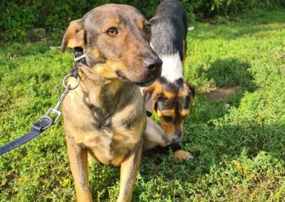 Tierschutzverein Bellas Pfotenhilfe Hunderettung Bosnien Hund adoptieren Kira