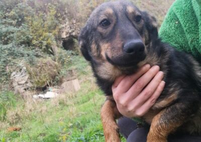 Tierschutzverein Bellas Pfotenhilfe Hunderettung Bosnien Hund adoptieren Nico