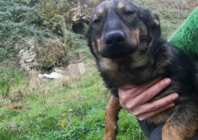 Tierschutzverein Bellas Pfotenhilfe Hunderettung Bosnien Hund adoptieren Nico